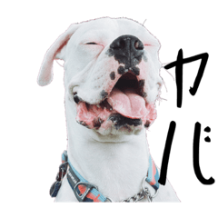 [LINEスタンプ] ボクサー犬めかぶのスタンプ