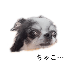 [LINEスタンプ] チワワのチャコちゃん 第4弾