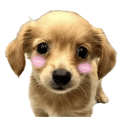 [LINEスタンプ] チョビ君のLINEスタンプ