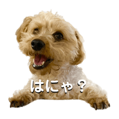 [LINEスタンプ] 切り抜き甘めいぬねこスタンプ