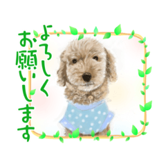 [LINEスタンプ] 犬・ねこ・ハムスターかわいい〜スタンプ