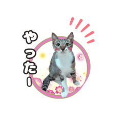 [LINEスタンプ] 七夕家のにゃんず2