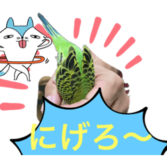 [LINEスタンプ] うちのブリちゃん（インコ） 3