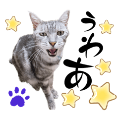 [LINEスタンプ] すまいるcat《第九弾》