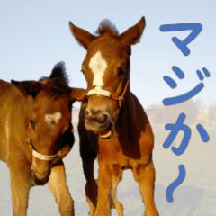 [LINEスタンプ] uma's 馬うまのペア写真