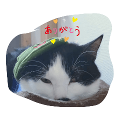 [LINEスタンプ] ねこたんねこまんスタンプ
