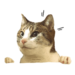 [LINEスタンプ] My sister's cat -Tamu-