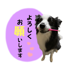 [LINEスタンプ] ボーダーコリー波ちゃん