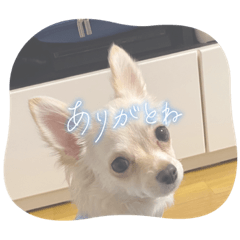 [LINEスタンプ] クウちゃん毎日スタンプ2