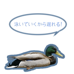 [LINEスタンプ] 野鳥の吹き出しスタンプ