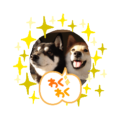 [LINEスタンプ] 半コム日誌(我が家の柴犬たち)