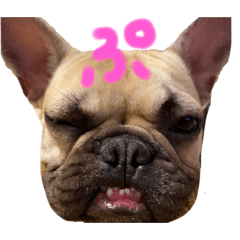 [LINEスタンプ] むぎちの愉快な仲間達