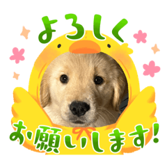 [LINEスタンプ] ゴールデンfamilyと仲間たち