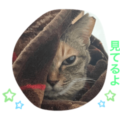 [LINEスタンプ] あんずちゃん其の8