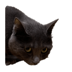[LINEスタンプ] Y家の猫たち(無言