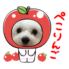 [LINEスタンプ] マルチーズのJACK♥️Love