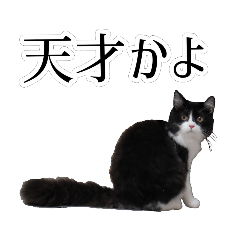 [LINEスタンプ] 白黒・三毛