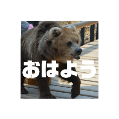 [LINEスタンプ] 特別な北極熊の驚きのふわふわ心温まる挨拶