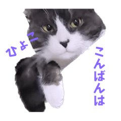[LINEスタンプ] 2階ねこーずスタンプ2021～2023