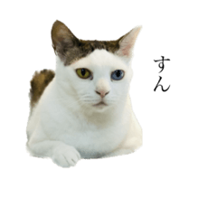 [LINEスタンプ] ココナツチャイシン