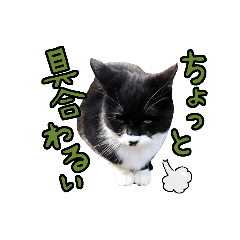 [LINEスタンプ] 【日本ネコスク】何科に行きますか！？