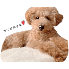 [LINEスタンプ] タイニープードル める