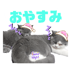 [LINEスタンプ] 猫様達のわちゃわちゃスタンプ