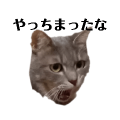 [LINEスタンプ] あくび猫みゃーちゃんのワルイ顔の画像（メイン）