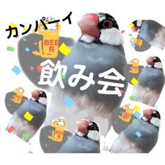 [LINEスタンプ] 桜文鳥わすけ わすのご用事