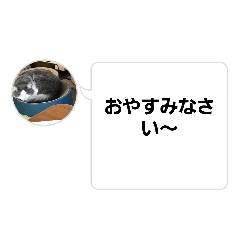 [LINEスタンプ] にゃんこにゃんこ11