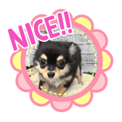 [LINEスタンプ] チワワのくう太スタンプ