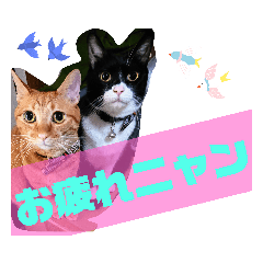 [LINEスタンプ] ニャンでかスタンプ