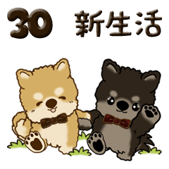 [LINEスタンプ] 柴犬 ちゃちゃ丸たち 30『新生活に便利』の画像（メイン）
