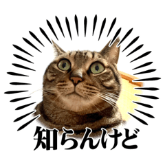 [LINEスタンプ] 猫のすず＆ベル