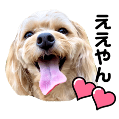 [LINEスタンプ] 愛媛 ちわぷー