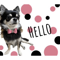 [LINEスタンプ] コムギのあいさつ