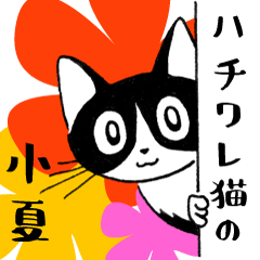 [LINEスタンプ] ハチワレ猫の小夏