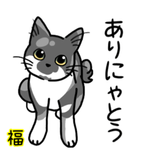 [LINEスタンプ] もちゃもちゃのにゃんだらけスタンプ