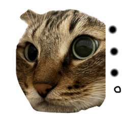 [LINEスタンプ] 緑の目02
