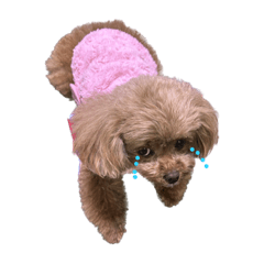 [LINEスタンプ] ここたろちゃん2(新)