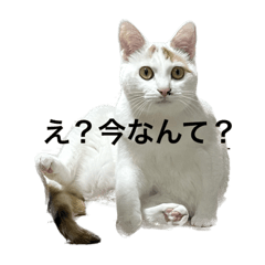 [LINEスタンプ] チャコ  スタンプ