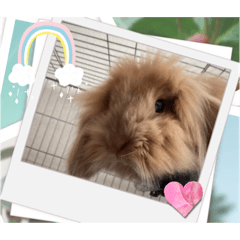 [LINEスタンプ] 兎のモカちゃん