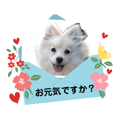 [LINEスタンプ] キツネ顔のポメラニアン  犬の流羽くん4