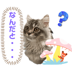 [LINEスタンプ] うちの猫猫スタンプさん