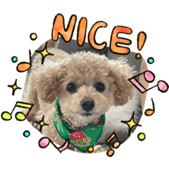 [LINEスタンプ] トイプードルリオン