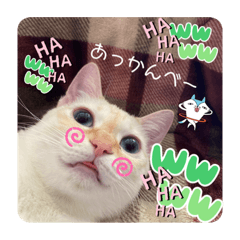 [LINEスタンプ] のんちゃんとちぃ様スタンプ♡