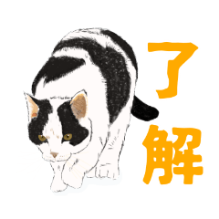 [LINEスタンプ] 使いやすい日常の猫スタンプ