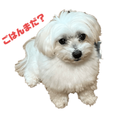 [LINEスタンプ] マルチーズのポコくん