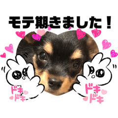 [LINEスタンプ] わんわン