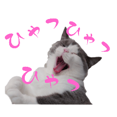 [LINEスタンプ] やば系猫スタンプ